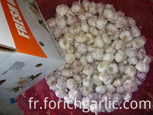 Export Fresh Garlic